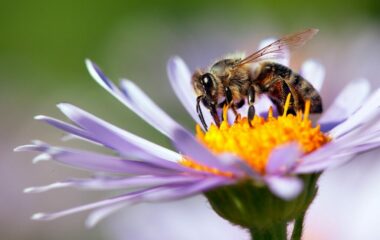 Bij op aster